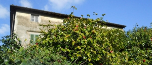 The camellias blooming